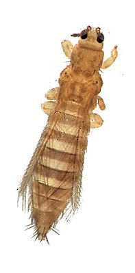 Thrips tabaci