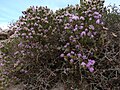 Habitus in flower, Malta