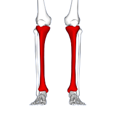 Tibia - frontal view2.png