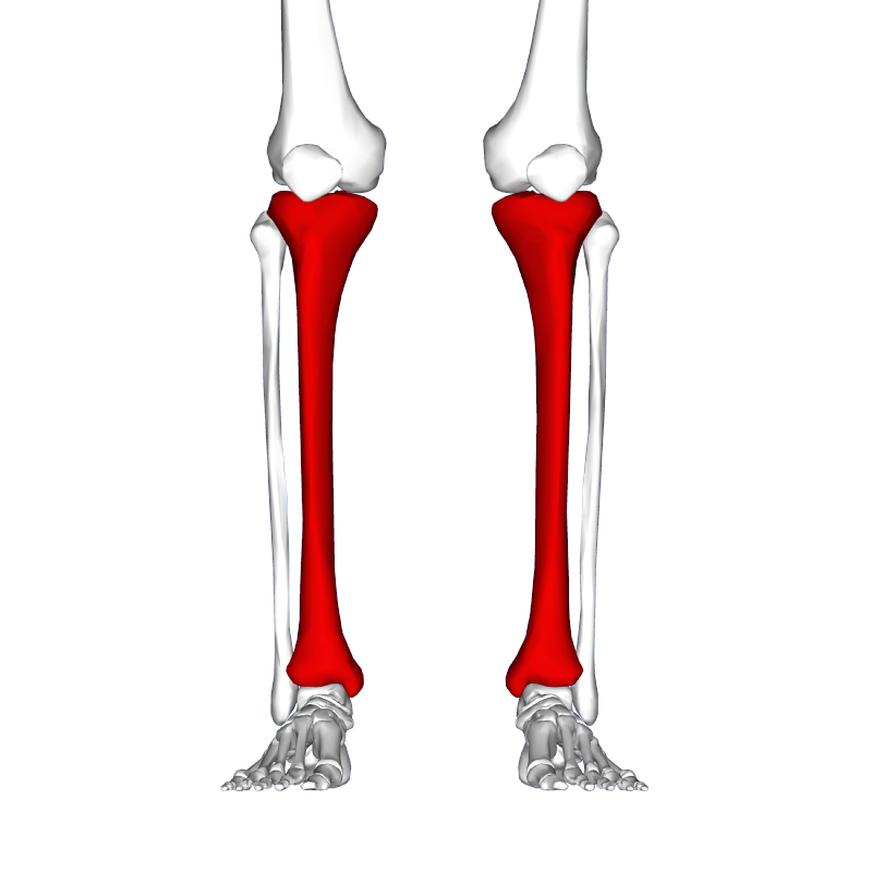 medial tibial stress syndrome bone scan