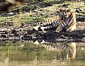 Königstiger (Panthera tigris)