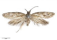 Tingena levicula AMNZ21748 d.jpg