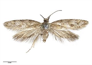 <i>Tingena levicula</i> Species of moth, endemic to New Zealand