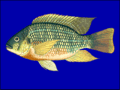 Thumbnail for Aquaculture of tilapia