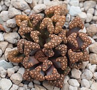 Titanopsis hugo-schlechteri