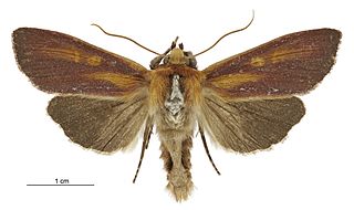 <i>Ichneutica purdii</i> Species of moth endemic to New Zealand