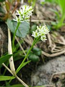 ヒメイワショウブ 花茎の高さ、6-17cm。