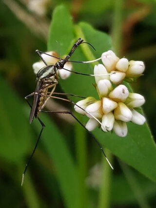 <i>Toxorhynchites rutilus</i> Species of fly