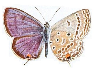 <i>Lepidochrysops quassi</i> Species of butterfly