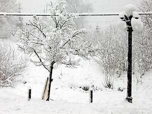 Tree and street lamp in winter.jpg