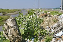 Tree stumps and debris remain on Karaikal beach several years after the 2004 tsunami