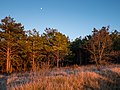 * Nomination Pine trees (Pinus sylvestris) near the summit of Cerro de Treviño. County of Treviño, Spain --Basotxerri 08:06, 20 March 2017 (UTC) * Promotion  Support Good quality. --Code 09:12, 20 March 2017 (UTC)