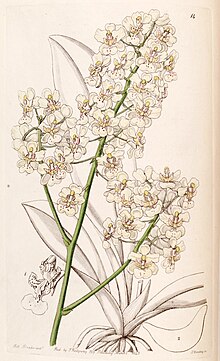 Trichocentrum stramineum (jako Oncidium stramineum) - Edwards vol 26 (NS 3) pl 14 (1840) .jpg