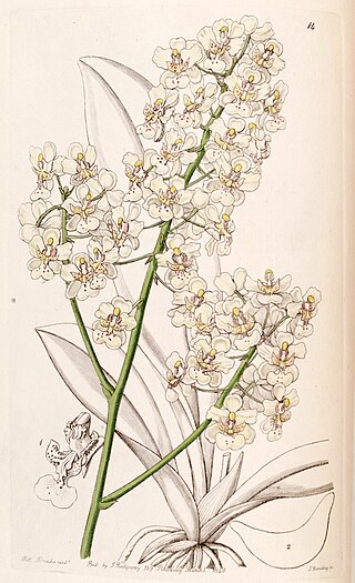 <i>Trichocentrum stramineum</i> Species of orchid