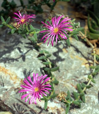 <i>Trichodiadema barbatum</i> Species of plant