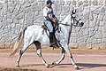 The Mangalarga Marchador has a natural ambling gait. It is described as follows: "Gaited, symmetrical progress, at four times, with alternate support of the bipeds side and diagonal, always inserted by moments of triple hoof support.