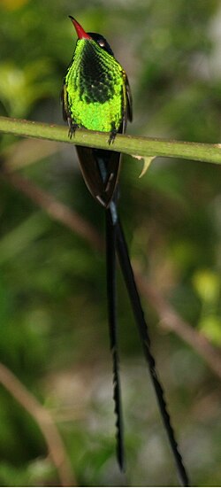 Jamaikanpyrstökolibri