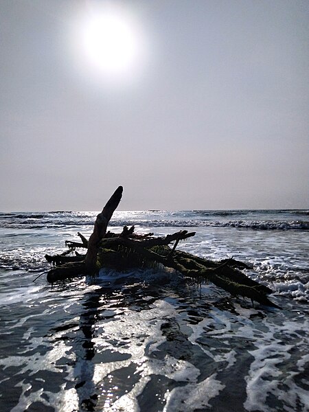 File:Tronco de árbol en la playa 3.jpg