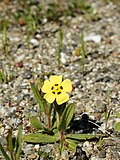 Miniatura para Tuberaria guttata