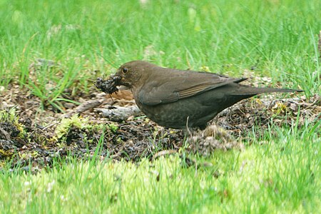 Female blackbird (Turdus merula) in action. Samica kosa w akcji