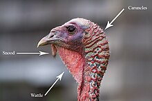 Close-up of head features Turkey-Head-Anatomy.jpg