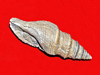 <i>Acamptogenotia</i> genus of molluscs