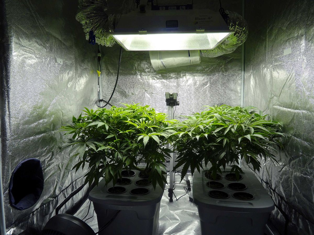 Two hydroponic cannabis plants.jpg