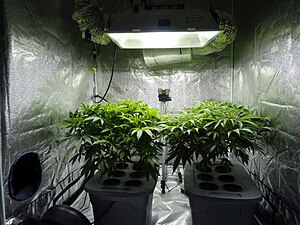 Cannabis Cultivation