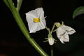 * Nomination: Solanum melongena --Vengolis 05:50, 22 March 2015 (UTC)*  Comment good picture, just the crop is a bit unfavourable, the subject is getting lost. Try to make a tighter crop. QI then for me.--Hubertl 09:44, 22 March 2015 (UTC) * * Review needed