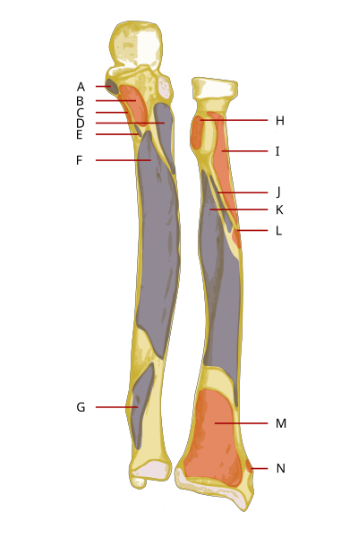 File:Ulna-Radius-Front-muscle.svg