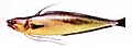 Brótola (Urophysis brasiliensis). Mesure jusque 60 cm de long. Il est considéré comme l'un des poissons les plus délicieux d'Argentine, étant donné le goût exquis de sa chair.