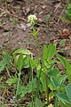 Valeriana occidentalis 04.jpg