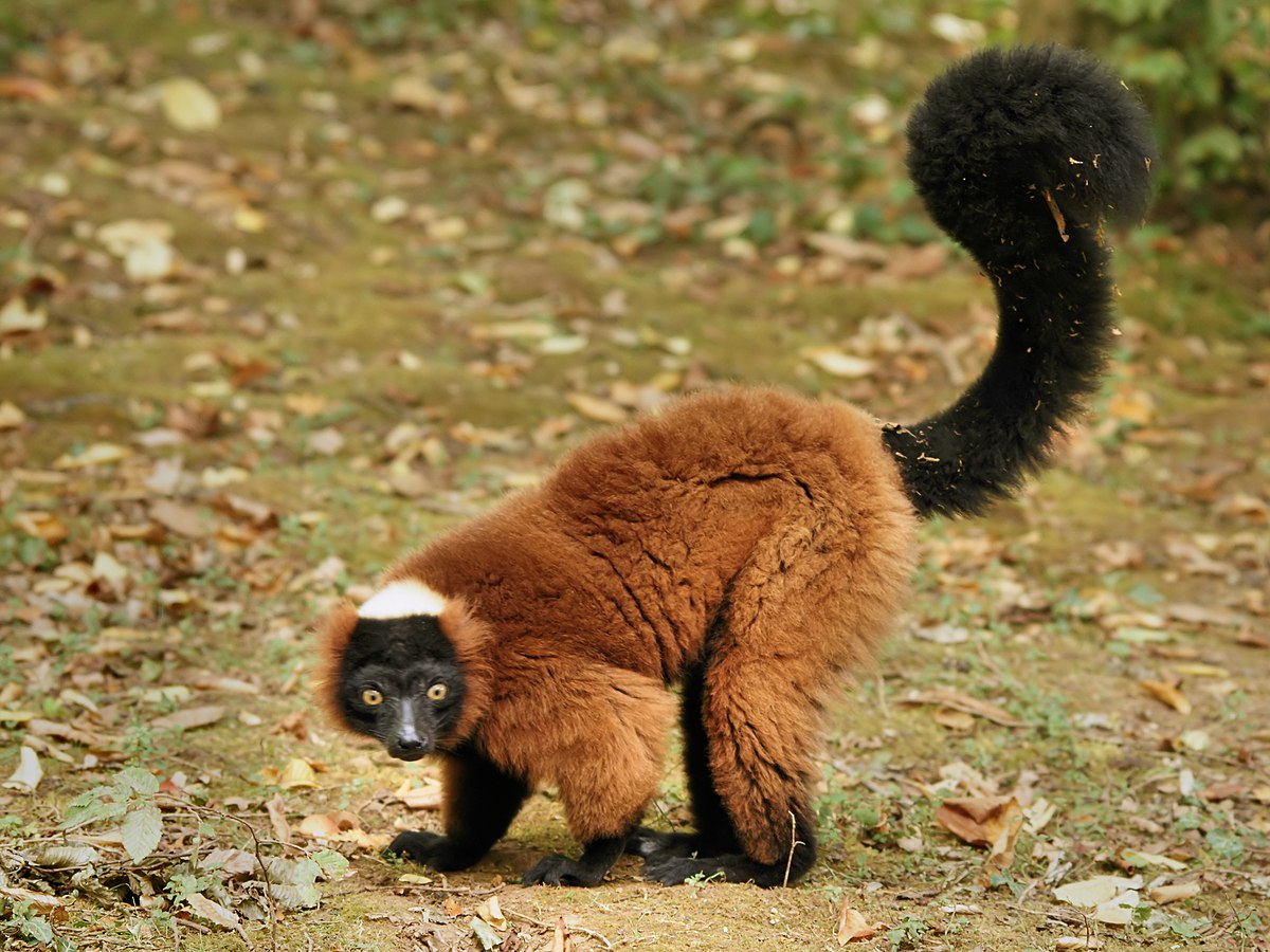Ruffed Lemur Facts Profile, Diet, Range, Sounds, Hybrid