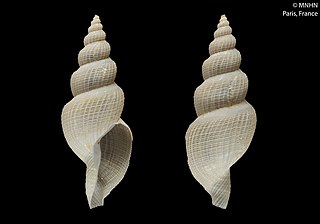 <i>Veprecula bandensis</i> Species of gastropod