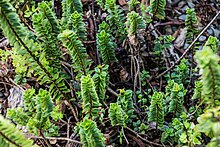 Veronica macrantha var. brachyphylla in Christchurch Botanic Gardens 02.jpg