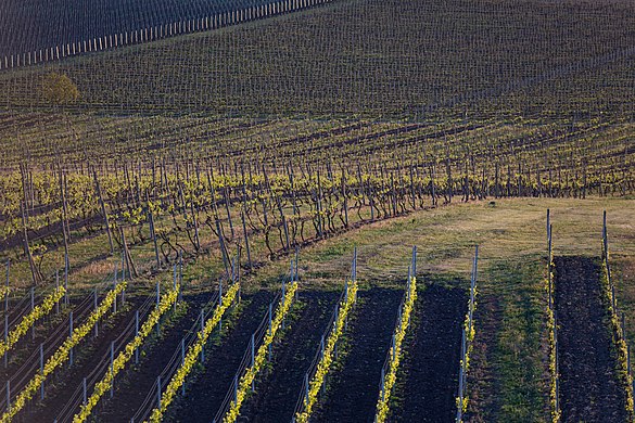 View of vineyards from Slunečná observation tower