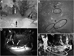 Homo Naledi: Ontdekking, Naamgeving, Datering