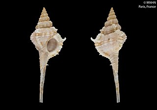 <i>Vokesimurex aliquantulus</i> Species of gastropod