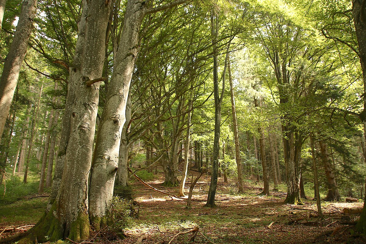 Northland wald. Wald.