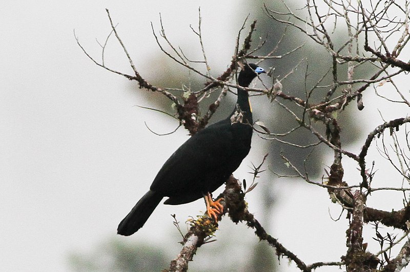 File:Wattled Guan (8079915812).jpg