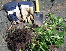 Tools used for amateur weeding include spades and gloves Weeding (499719425).jpg