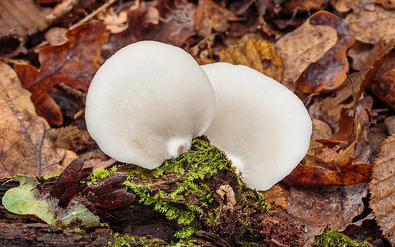 File:Week oorzwammetje (Crepidotus mollis). Locatie, Paddenstoelenreservaat. 31-10-2022. (actm.) 02.jpg