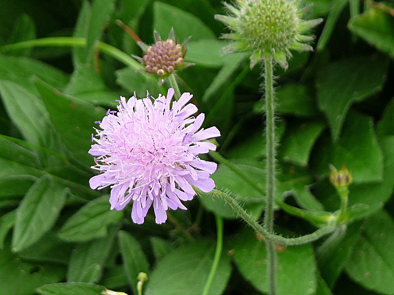 File:Wiesen-Witwenblume Bärnzell.JPG