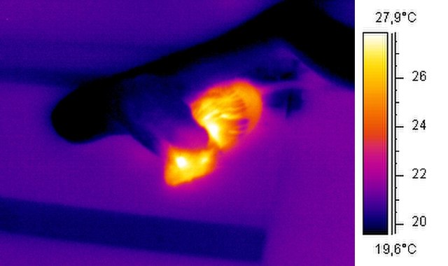 Thermographic image: a cold-blooded snake is shown eating a warm-blooded mouse