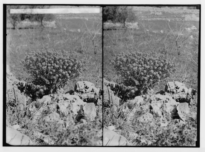 File:Wild flowers of Palestine. Spurge bush (Euphorbia thamnoides Boiss.). LOC matpc.02427.tif