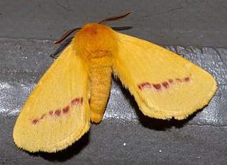 <i>Stenoglene roseus</i> Species of moth