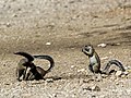 Etosha National Park, Namibia