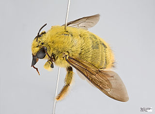 <i>Xylocopa caffra</i> Species of bee