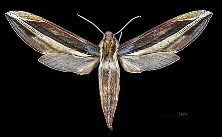 Face dorsale de la femelle (coll.MHNT)