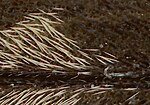 Xylotrechus stebbingi detail elytron.jpg